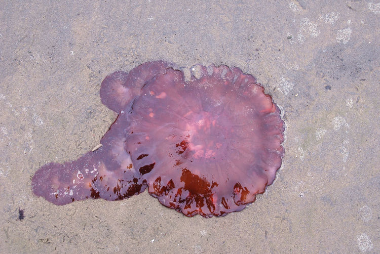 Close-up of jellyfish on beach