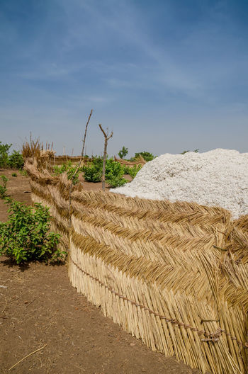 Harvested cotton on ground against sky