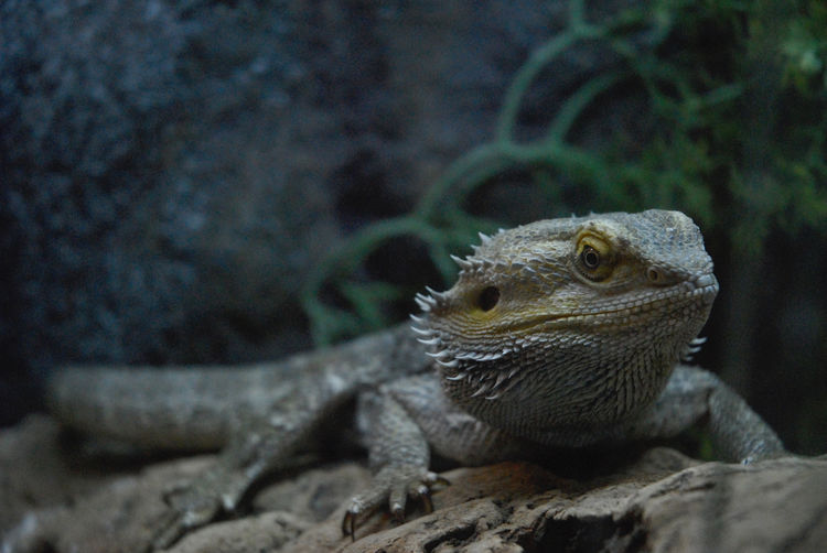 Close-up of  iguana
