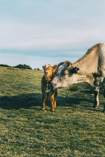 Horse in land