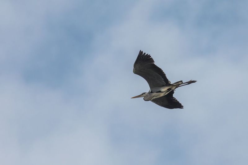 Low angle view of heron flying against sky