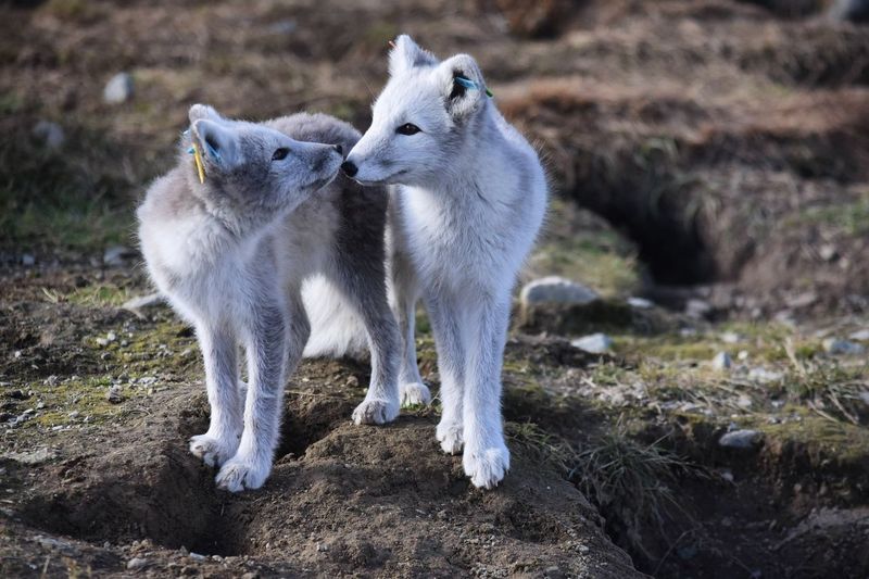 Arctic fox siblings