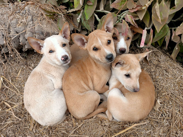 Three cute street puppies staring at the camera in the amazing eyes and shivering in the cold