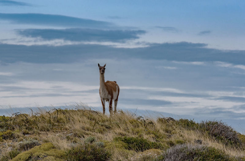 Guanaco on a hill in torres del paine national park, patagonia, chile