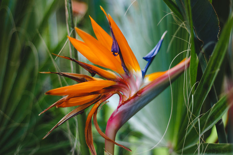 Close-up of orange flowering plant