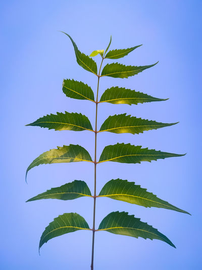 Low angle view of neem leaves against blue sky