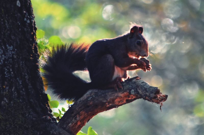 Monkey sitting on tree trunk