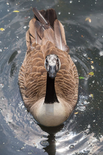 Portrait of canada goose swimming in lake