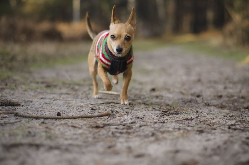 Portrait of dog running on dirt road