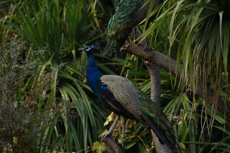 Peacock perching by plants