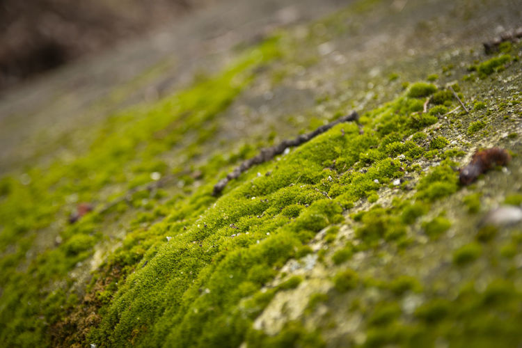 Close-up of wet moss growing outdoors