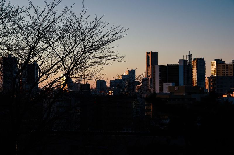 Bare tree blocking view of buildings during sunset