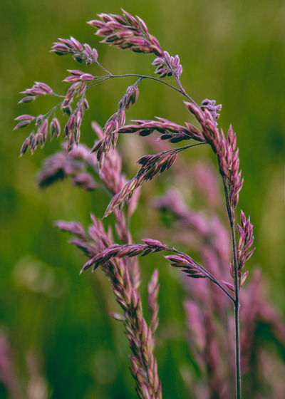 Close-up of pink flowering plant on field