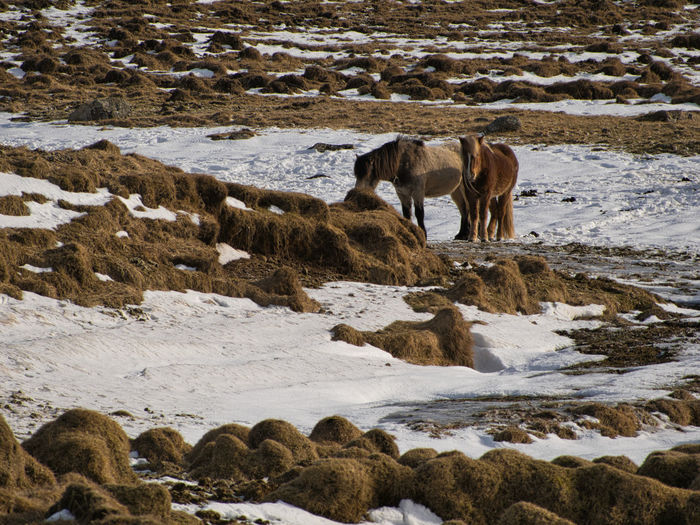 View of horse on snow covered land