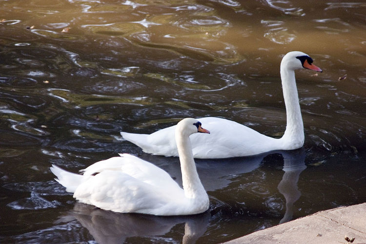 White swans swimming in lake