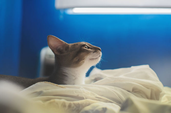 Side view of cat looking up while relaxing on bed