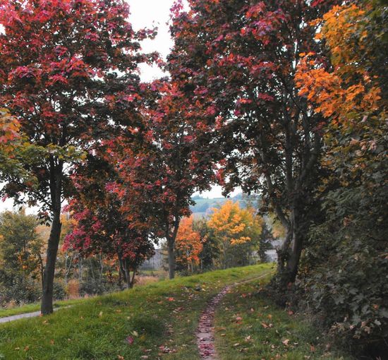 Footpath in autumn