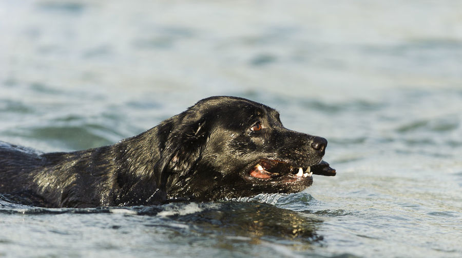 Black labrador carrying stick in river