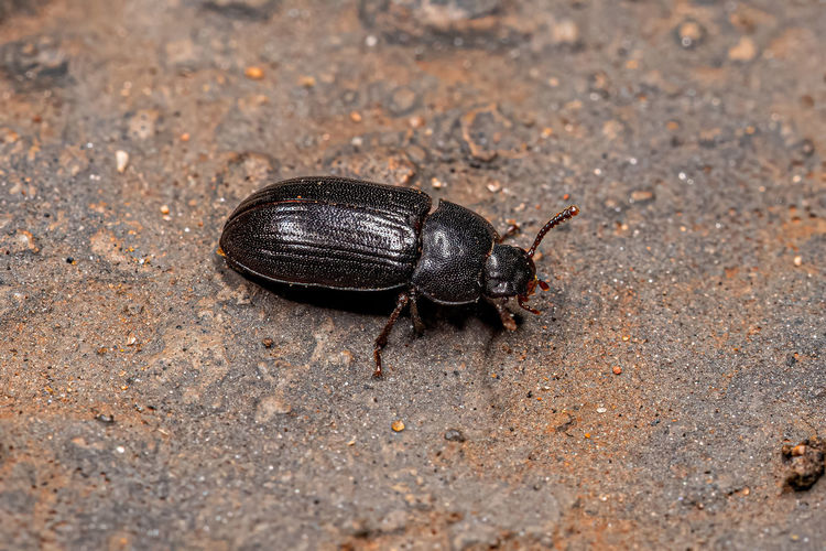 Close-up of insect