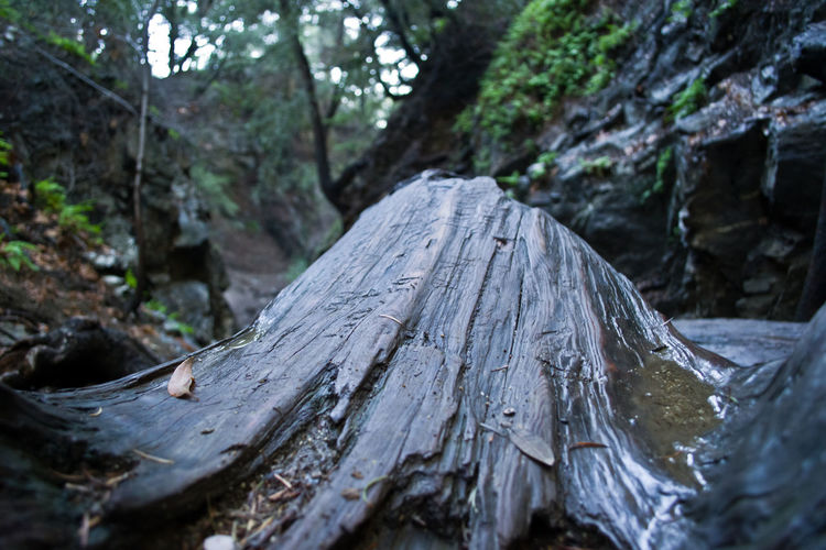 Close-up of wooden tree trunk in forest