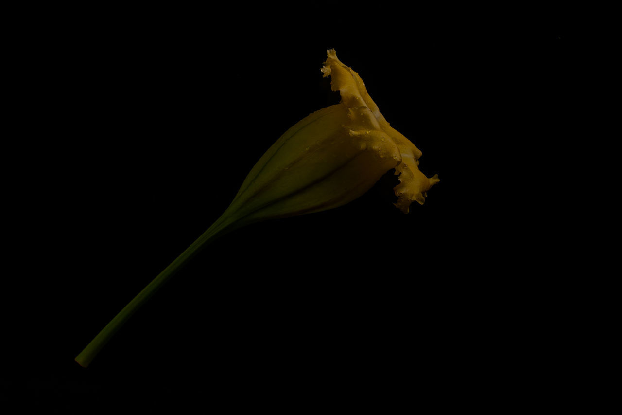 black background, yellow, studio shot, close-up, no people, indoors, nature, flower, beauty in nature, freshness, fragility, copy space, leaf, flowering plant, plant, petal, plant stem, cut out, flower head, macro photography, inflorescence
