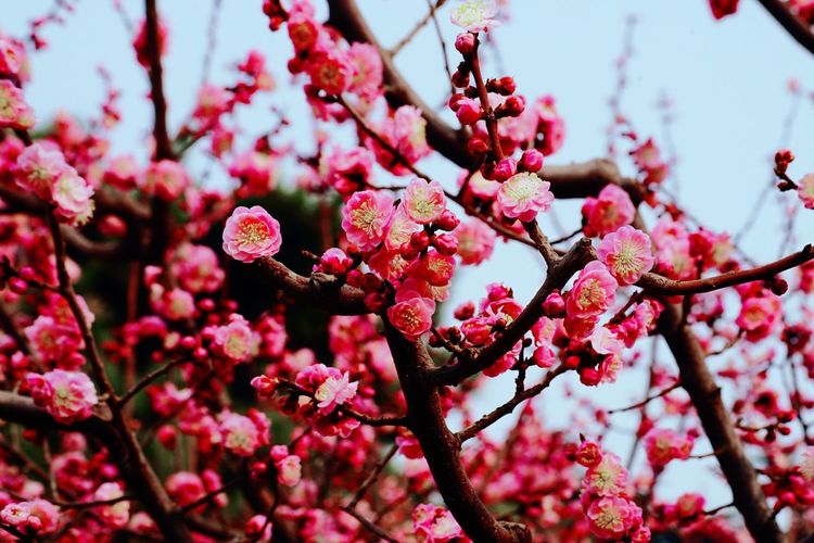 Low angle view of pink flowers on tree