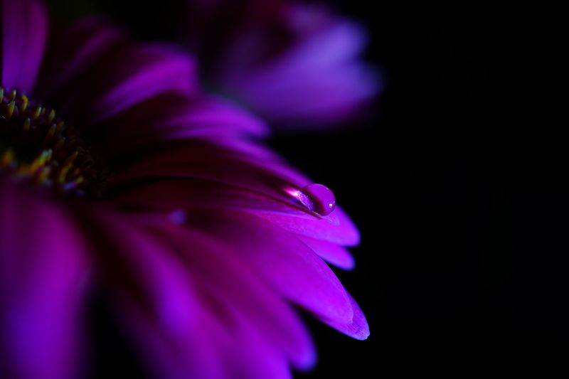 Close-up of water drop on flower