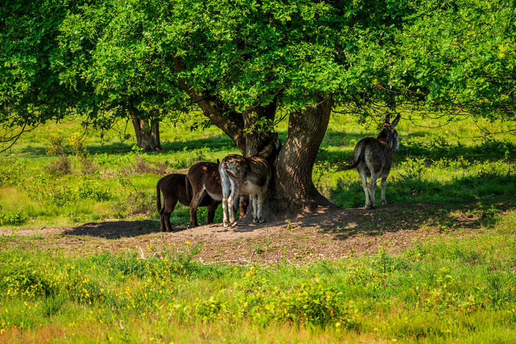 Goats on grassy field