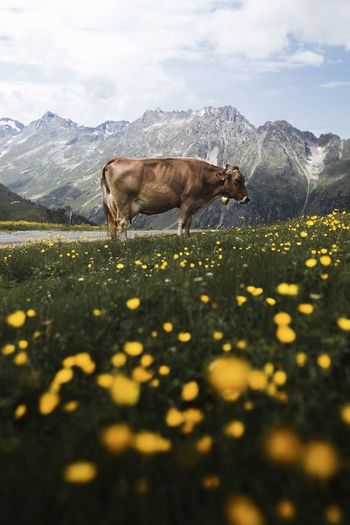 View of a cow on field against mountains