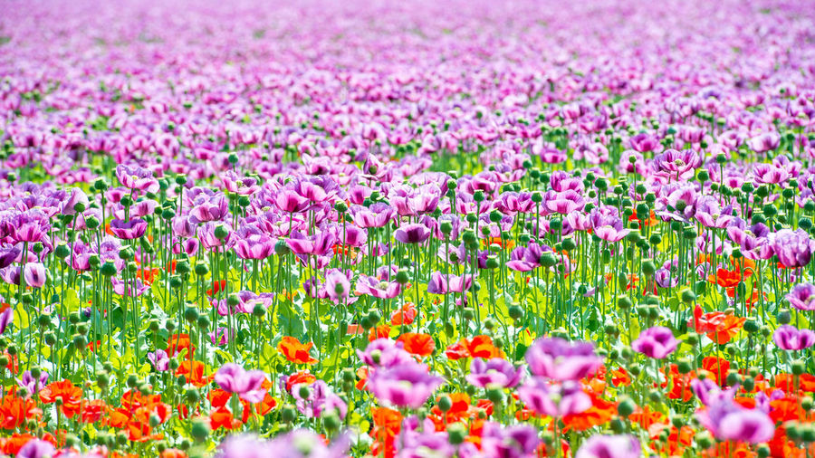 Full frame shot of pink crocus flowers on field