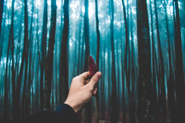 Cropped hand holding pine cone against trees