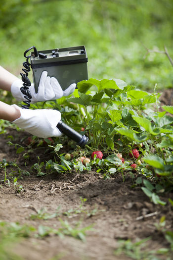 Cropped hands of person examining strawberry growing in farm