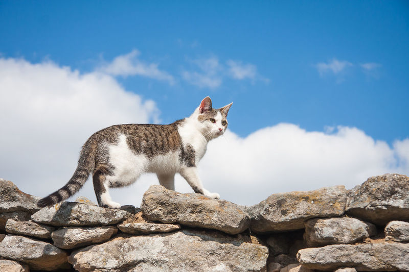 View of a cat on rock against sky