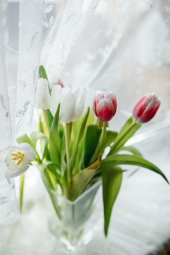 Close-up of white tulip