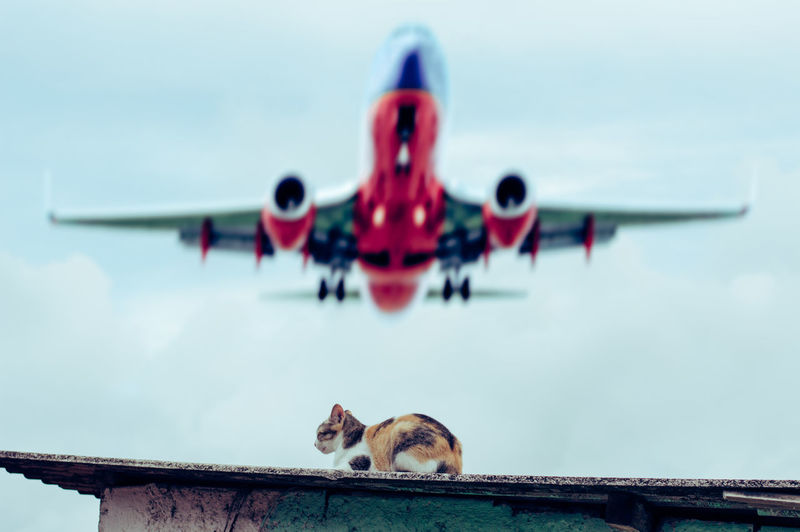 Cat on roof with airplane flying in sky