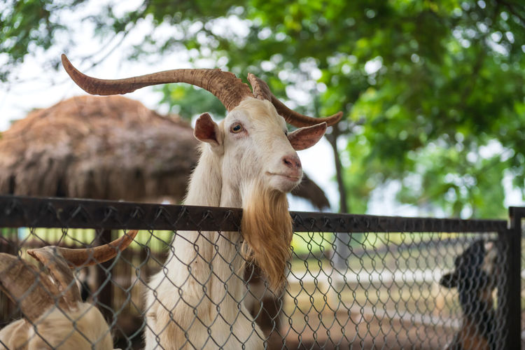 Portrait of goat