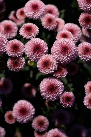 Close-up of plants