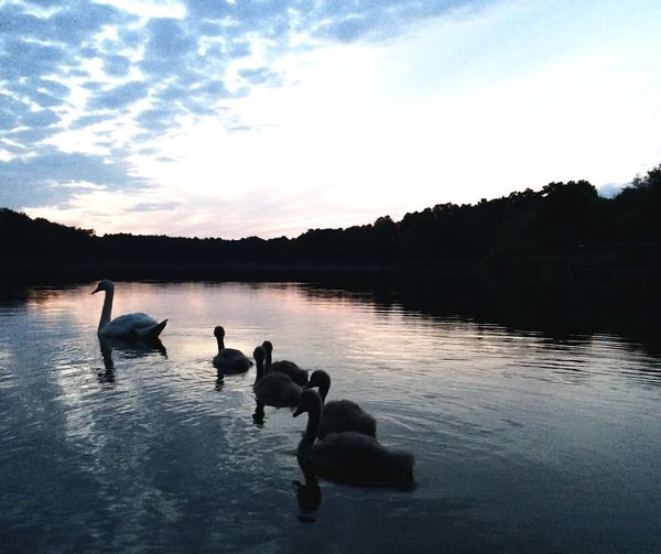 Birds on calm lake at sunset