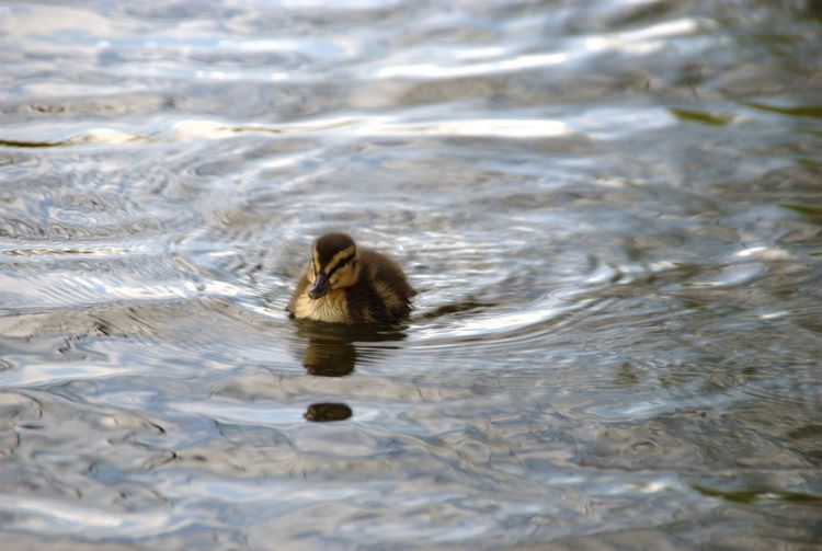 Duckling swimming in pond