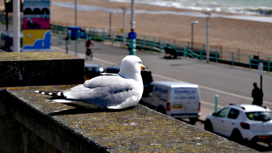 Close-up of seagull perching on retaining wall in brighton 