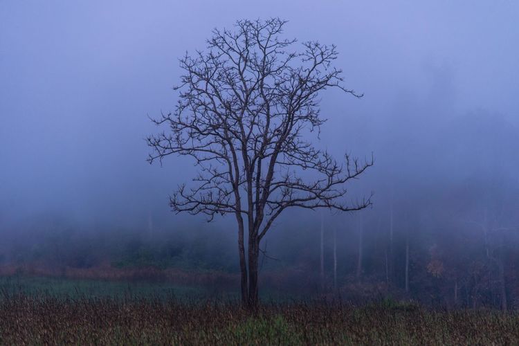 Bare tree on field during foggy weather