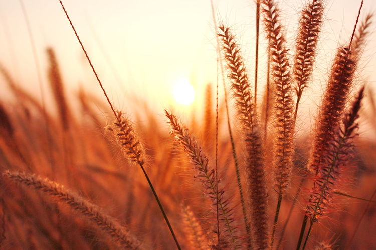 Close-up of wheat field against sky during sunset