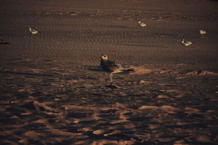 View of birds on sand