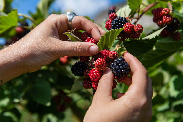 Cropped hand of woman holding berries