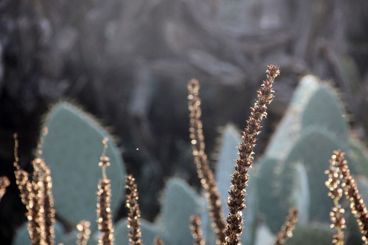 Close-up of frozen plant