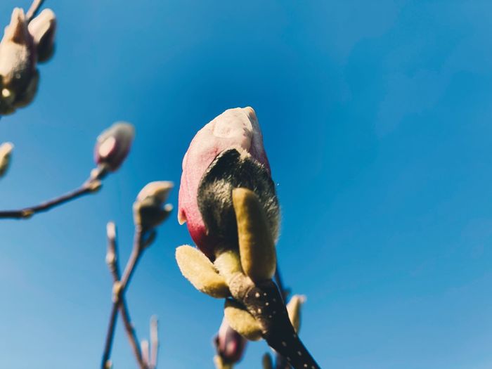 Low angle view of magnolia buds against blue sky