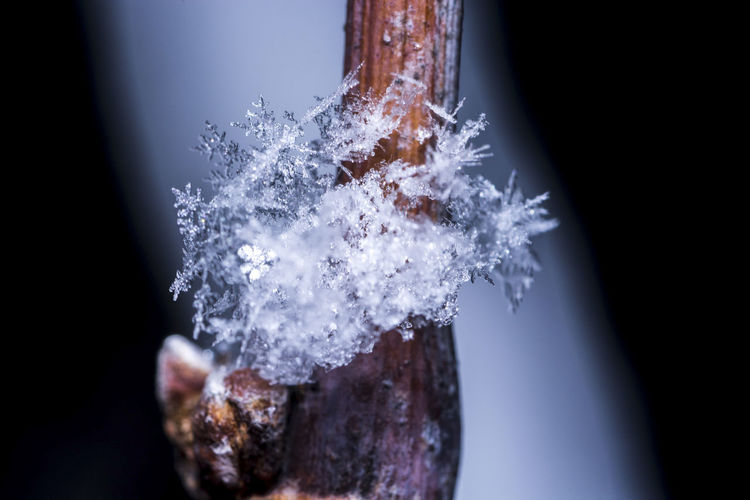 Close-up of frozen tree against black background