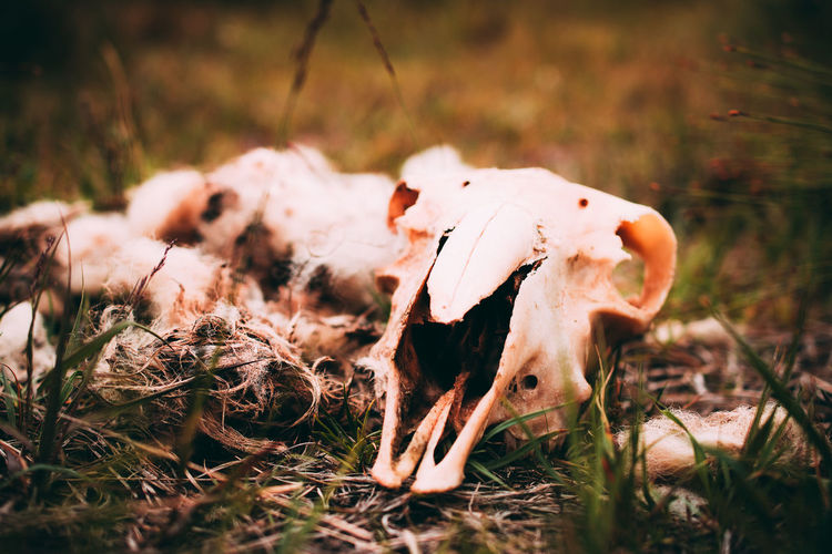 Close-up of animal skull on grass