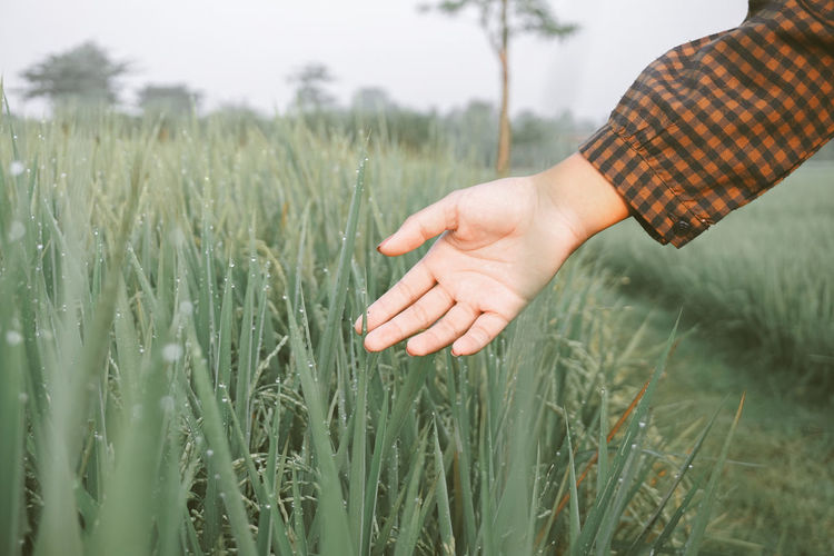 Close-up of hand touching wheat plants on field