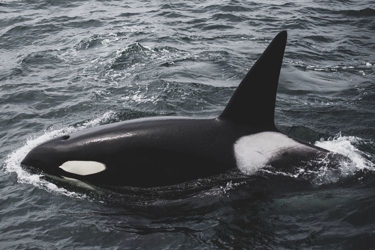 Blackfish orca